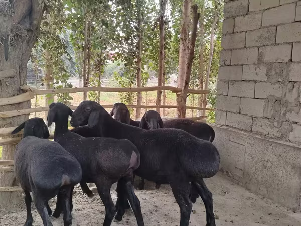 قوچ, Hissar sheep