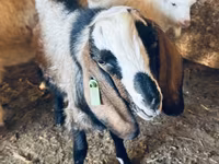 Ziegenbock, Nubian Goat — Foto 3