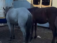 Kuda jantan, Horses — foto 3