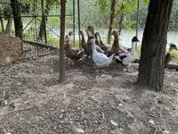 Ducks — 사진 1
