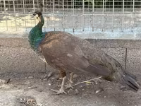Chickens — photo 6