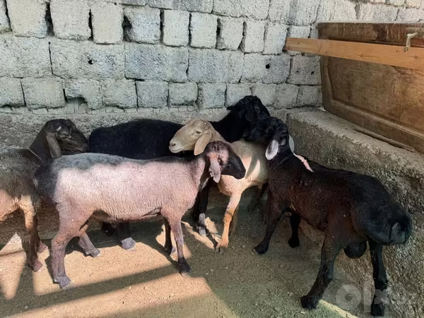 قوچ, Rhon sheep