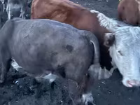 Bulle, Simmental cattle — Foto 7
