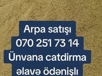 Arpa topdan satış - Yemlik arpa - Minimum sifariş miqdarı: 25 ton - — عکس 1