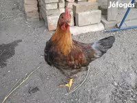 Chickens — รูปภาพ 5
