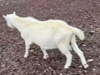 Buk, Saanen goat — foto 3