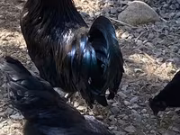 Ayam Cemani — zdjęcie 6