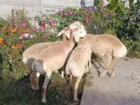 Koyun, Koyunlar — foto 2