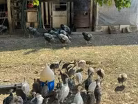 Guinea fowl — foto 2
