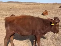 ወንድ በሬ, Kazakh White-headed cow — ፎቶ 8