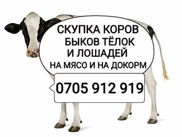 Cattle