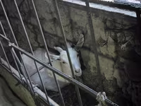 Ri’ dhaddig, Saanen goat — sawirka 6
