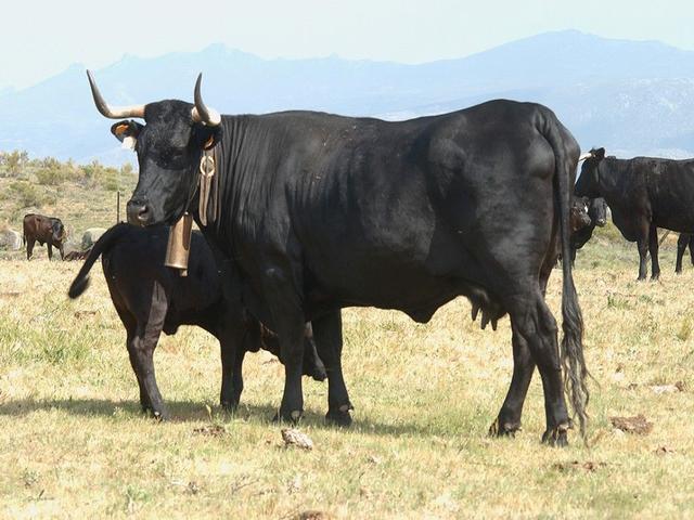 Ավիլենյա- negra Իբերիկա