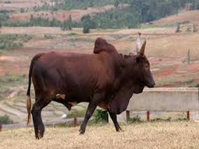 Azerbaijani zebu