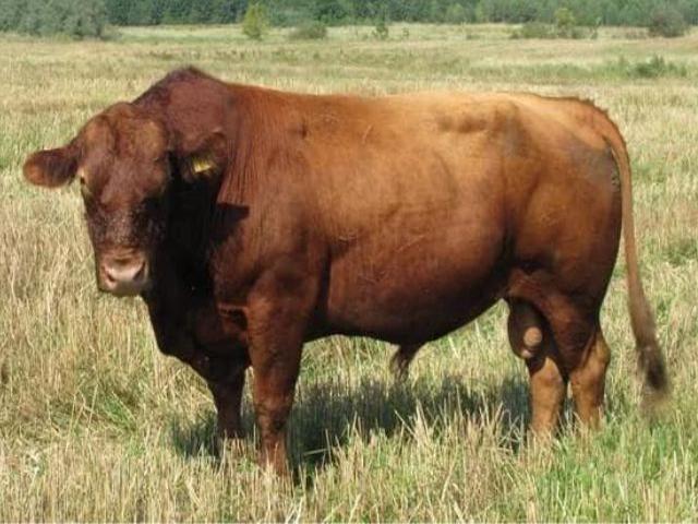 Volynian cow