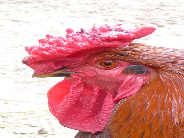 德比郡红冠鸡
