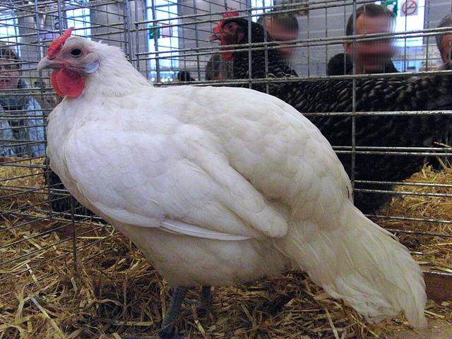 阿尔萨斯
