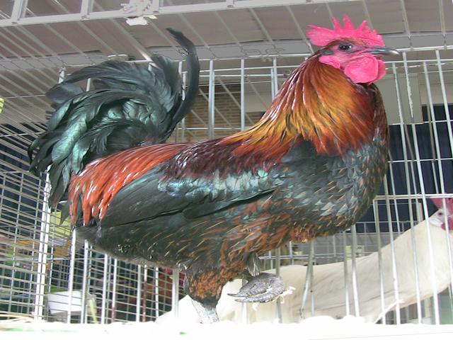 代尼兹利