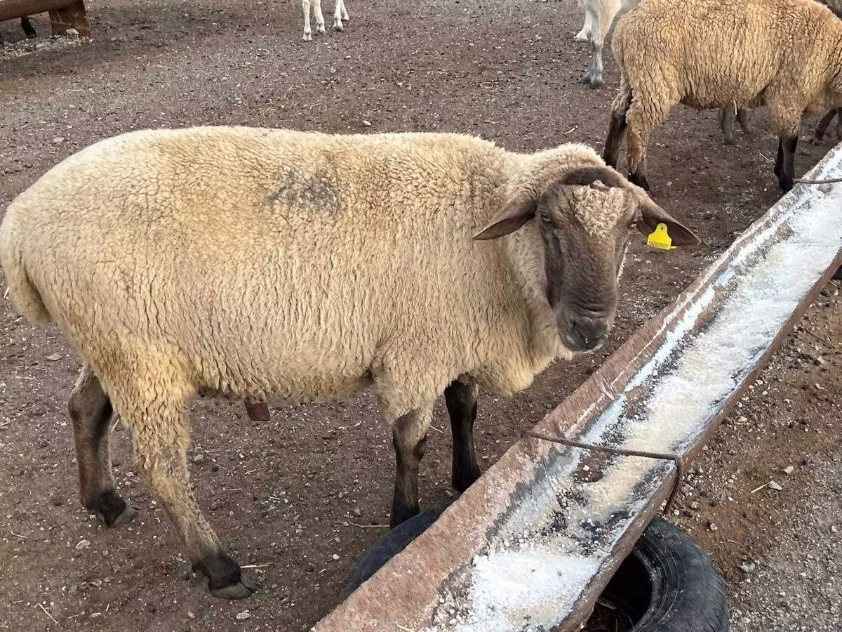 Hampshire sheep