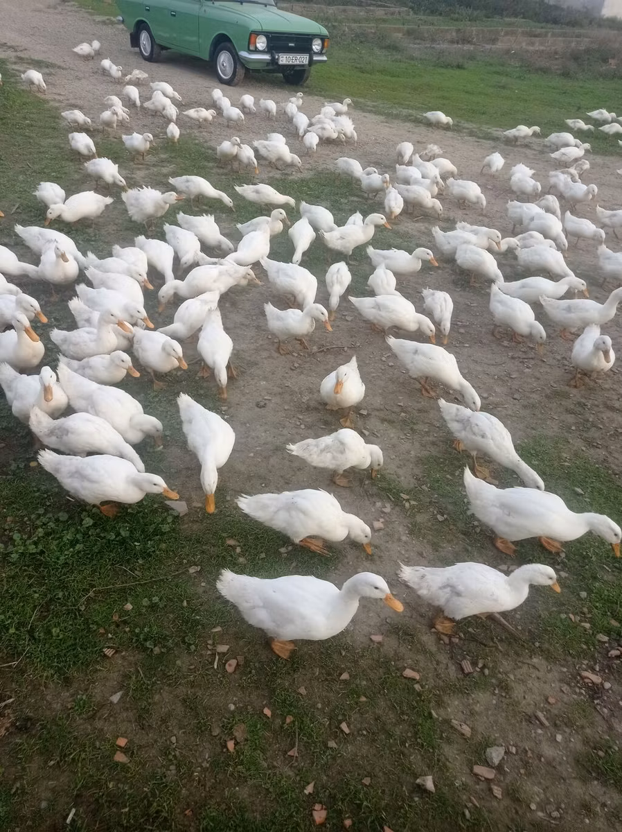 Alman Pekin
