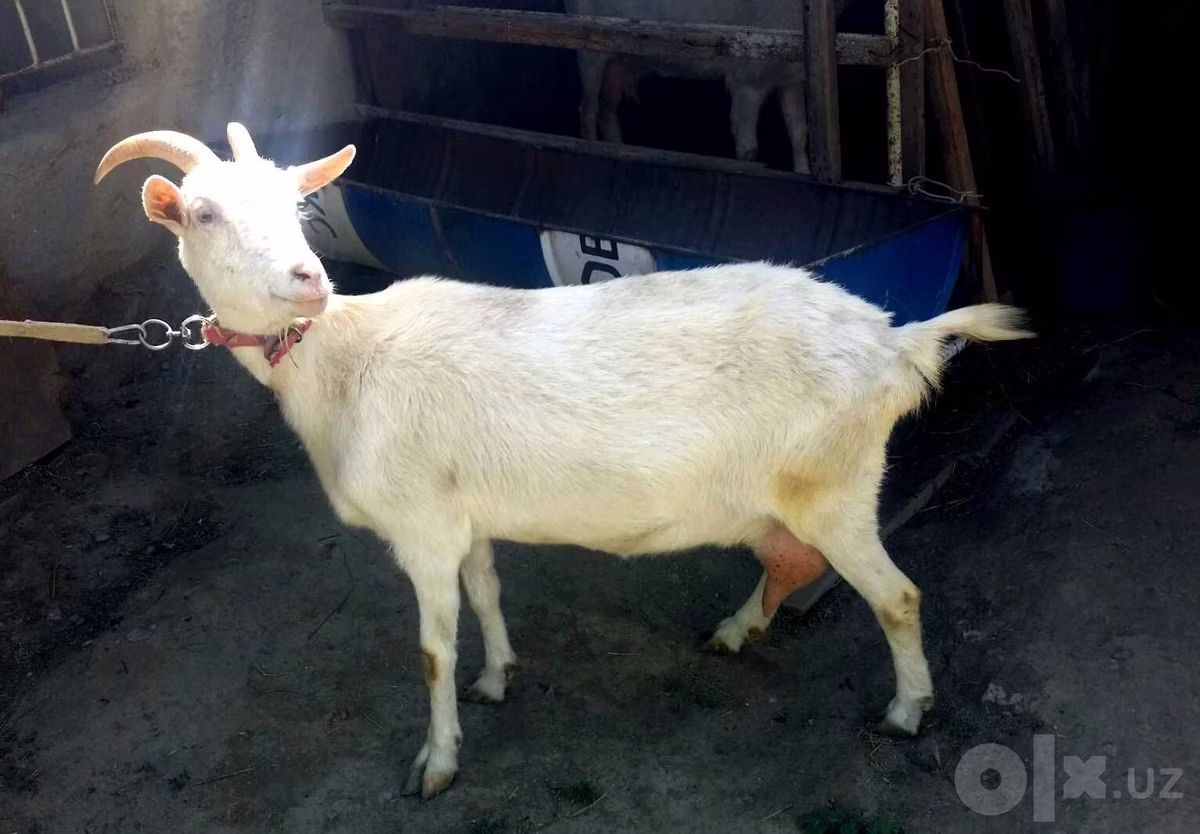 Saanen goat