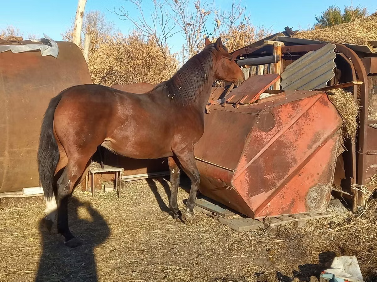 Arabian horse