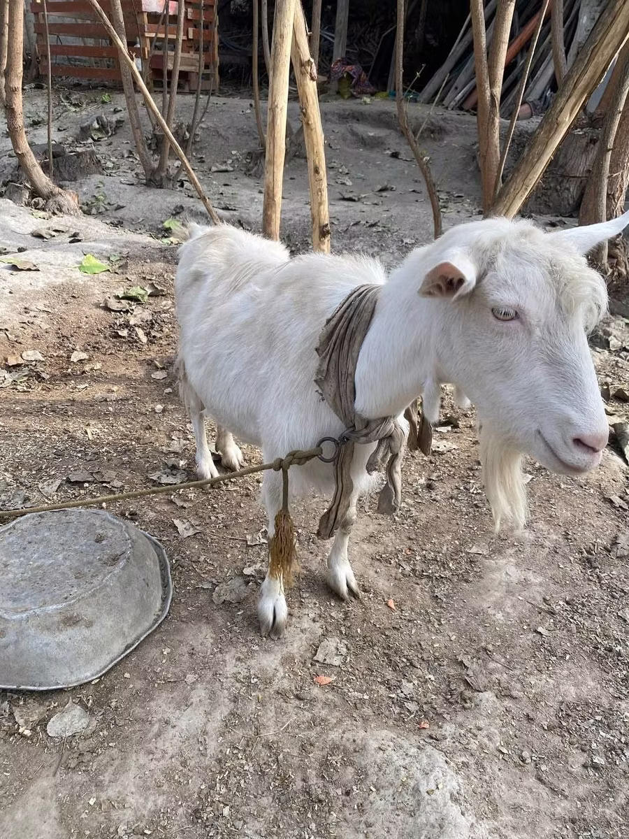 Fergana goat