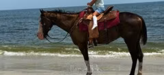 American paint horse