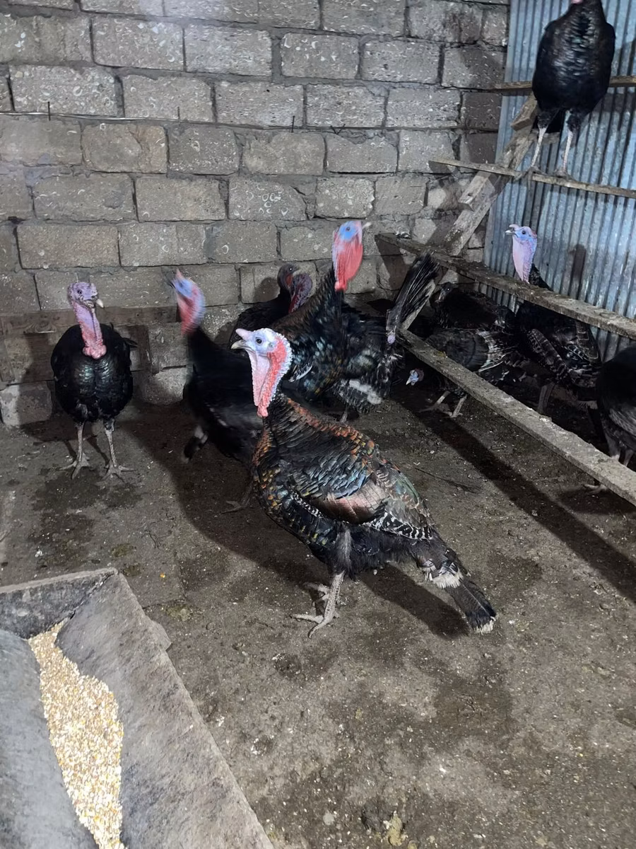 ብሮንዝ