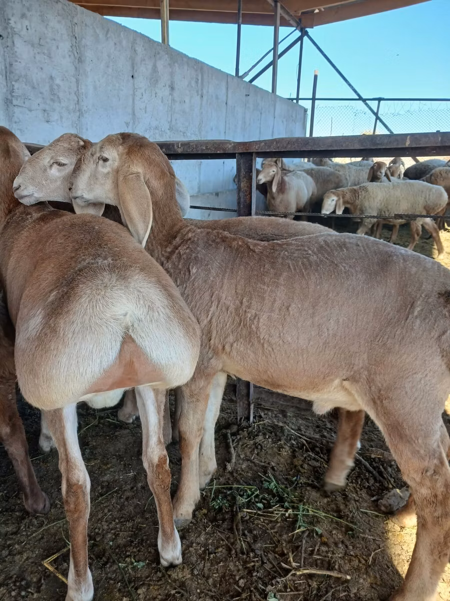 Arashan sheep