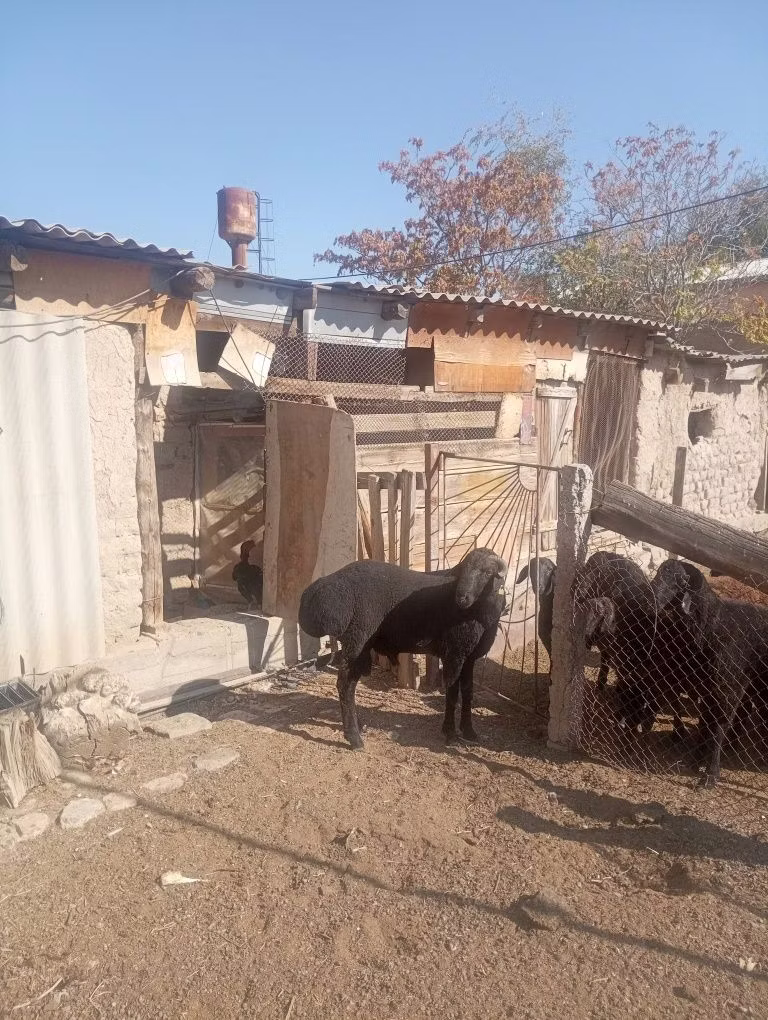Ordabasy sheep