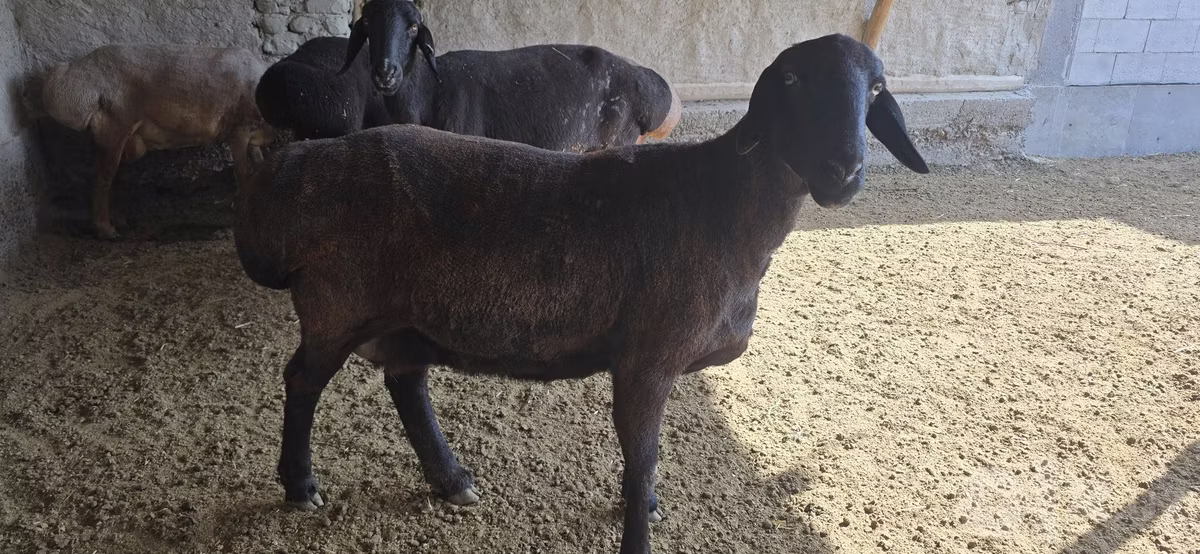 Hissar sheep