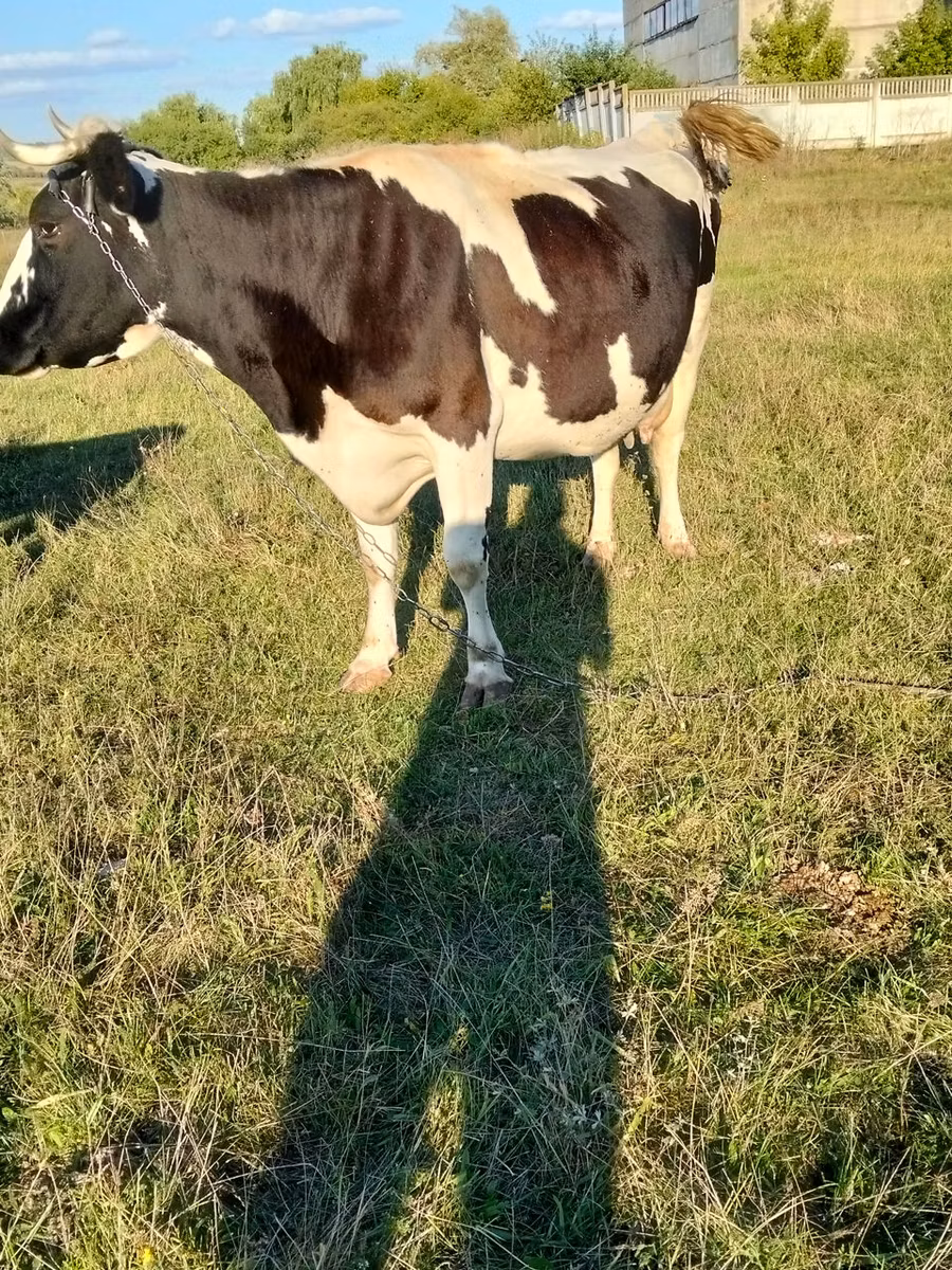 Razza bovina