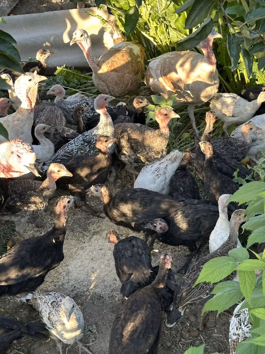 Turkeys