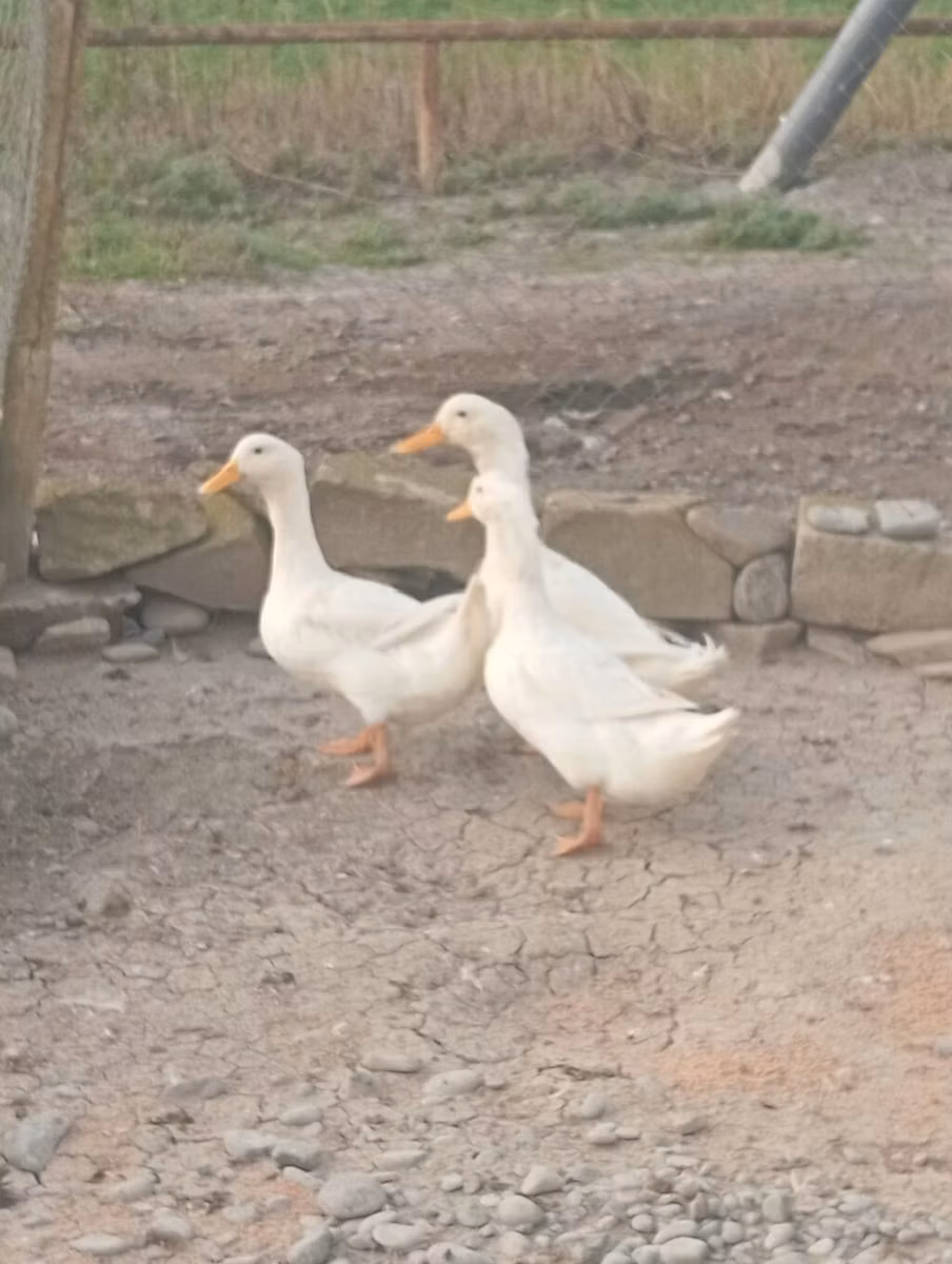 Alman Pekin