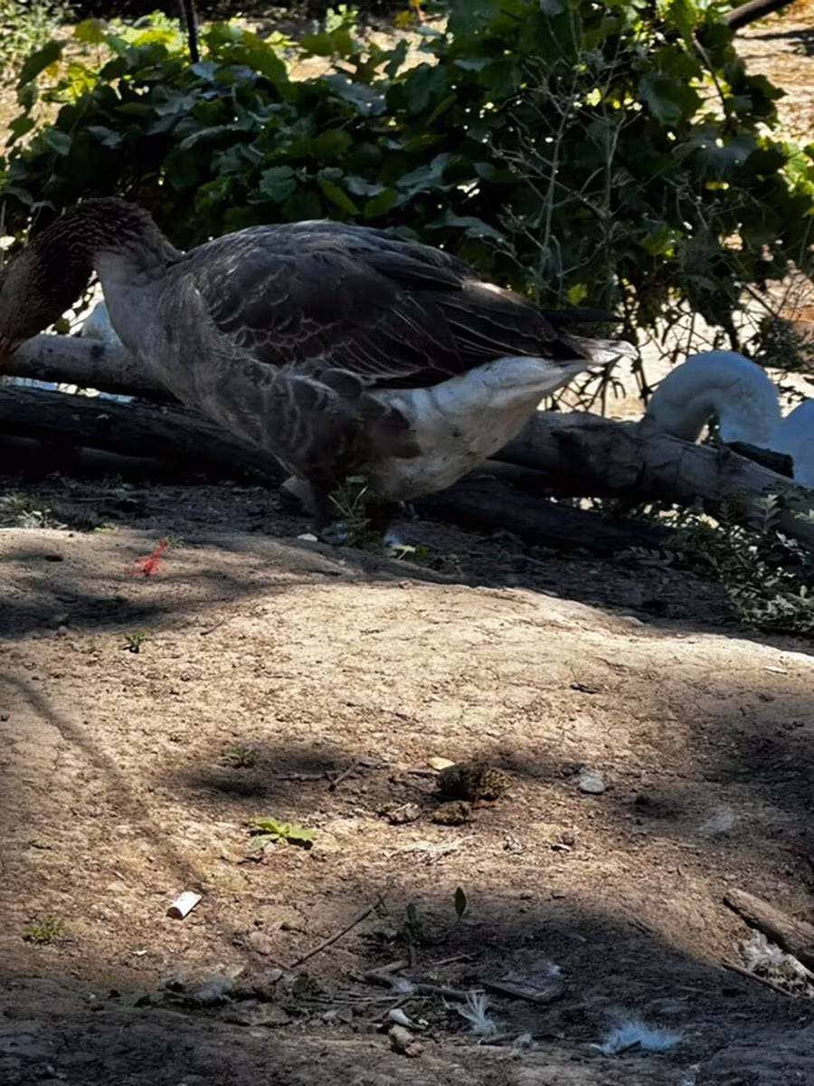 Geese