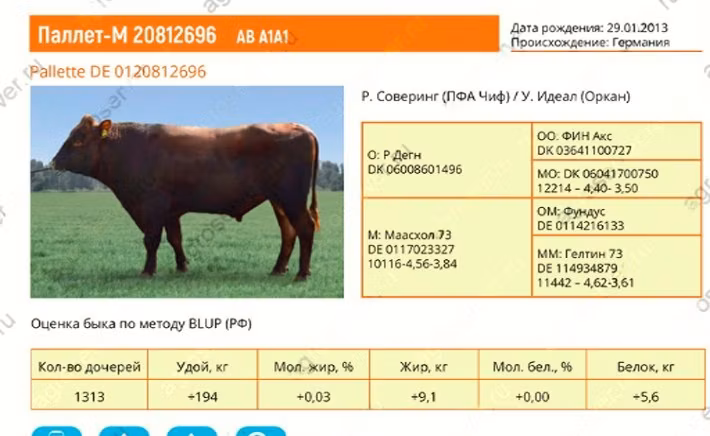 Aberdeen-Angus