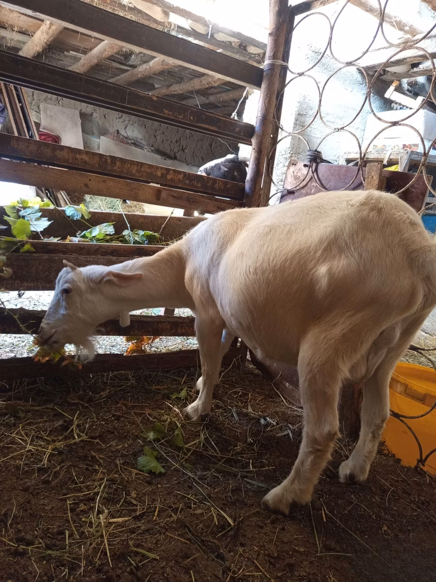 Saanen goat