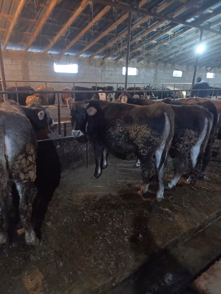 Swiss cattle