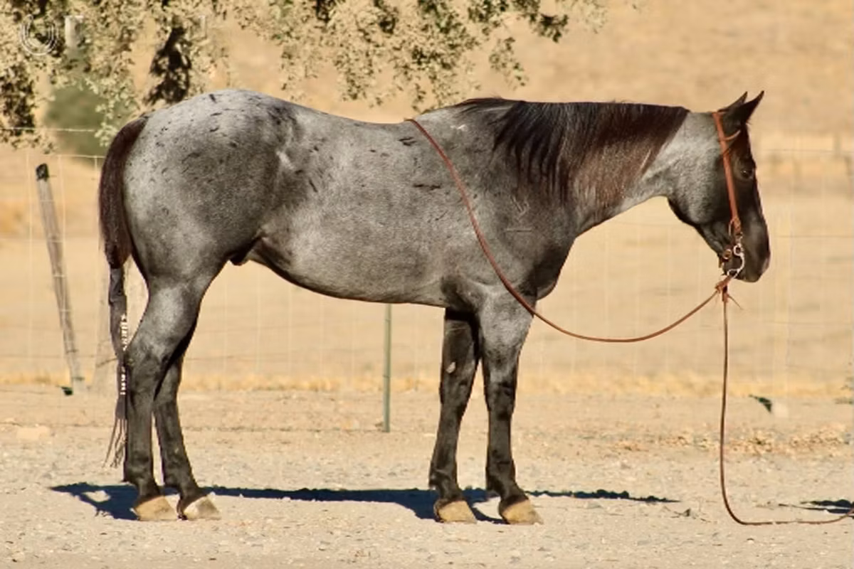 Quarter Horse