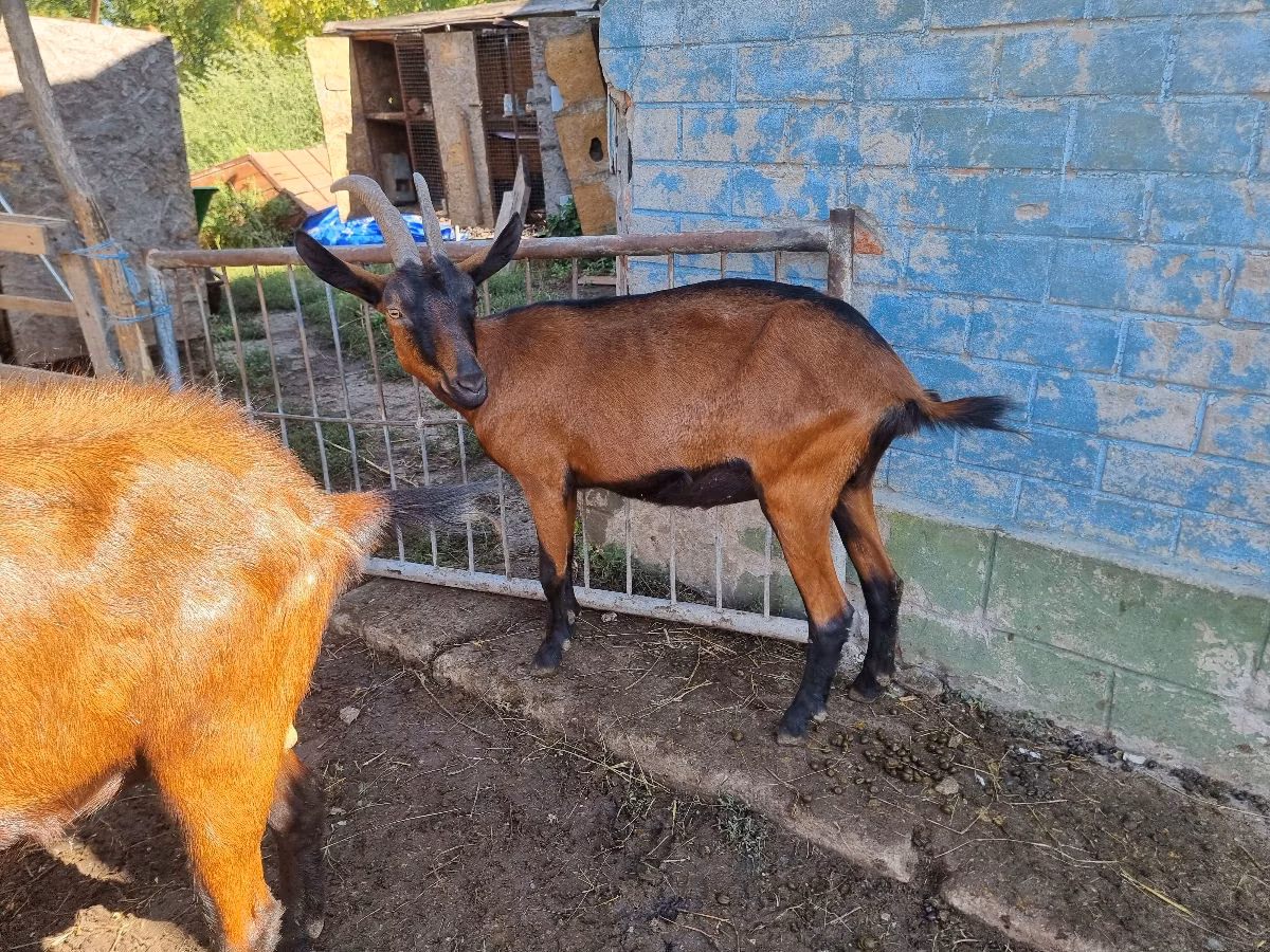 Alpine goat