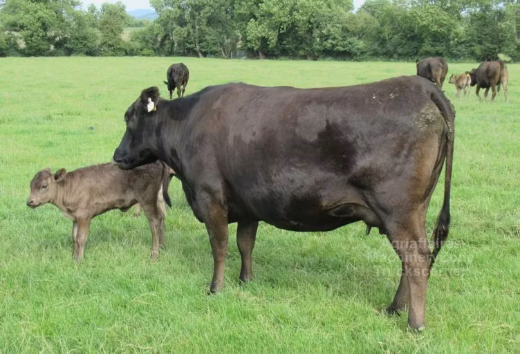 বাগিউ