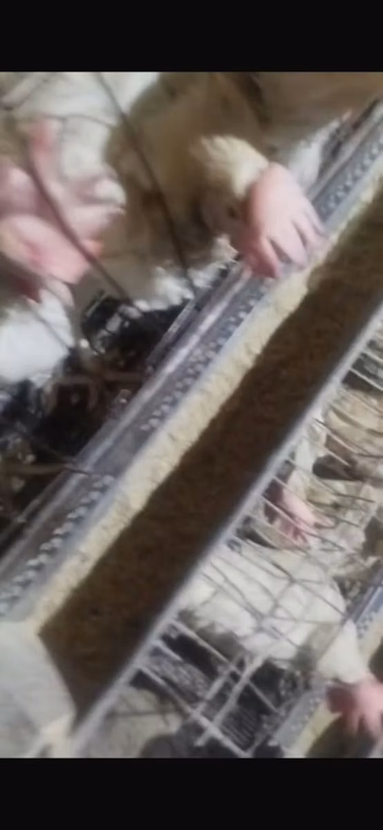 Chickens
