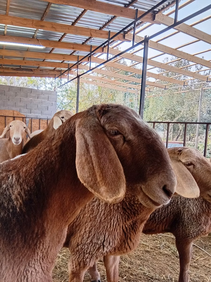 Arashan sheep