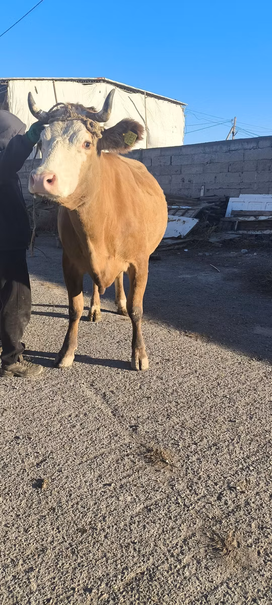 Simmental cattle