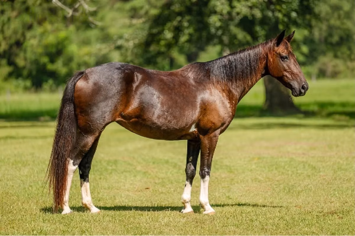 American paint horse