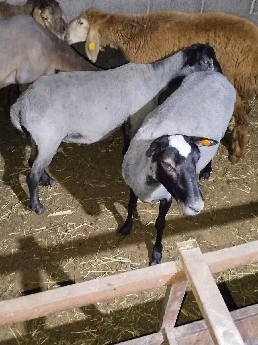 Romanov sheep