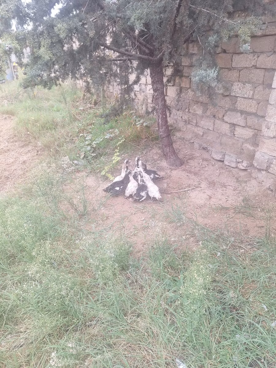 ጀርመን ፔኪን