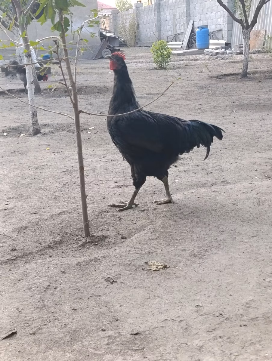 जर्सी जायंट