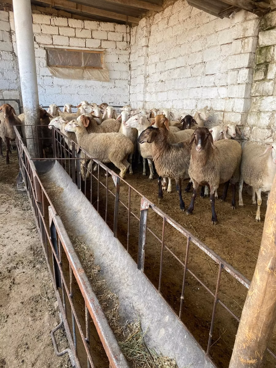 Awassi sheep